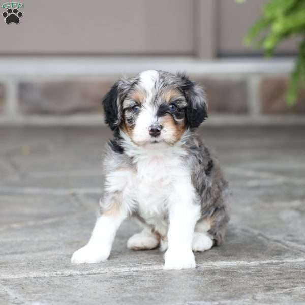 Lane, Cavapoo Puppy